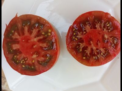 Томат Козула 127