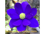 Hepatica x transs-acuta &quot;Millstrem Merlin&quot;.