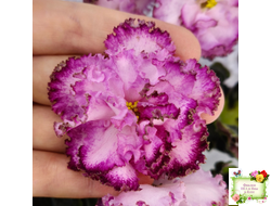 ЛЕ-Пряная Корица (Е. Лебецкая) 2020 г.