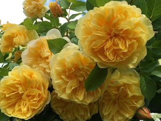 Штамбовая роза  Голден Зест / Сто Идей Сада