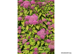 Купить спирею японскую Мерло Стар в Москве можно на сайте Красовский Сад.рф