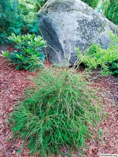 Туя Филиформис - Filiformis