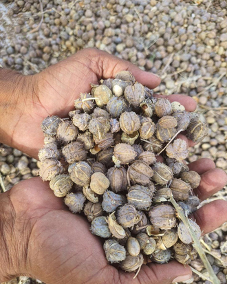 Касторовое масло пищевое нераф. 50 мл