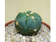 Гимнокалициум Хорста - Gymnocalisium Horsti, очень редкий исчезающий вид, шаровидный глобулярный кактус, очень красиво цветет