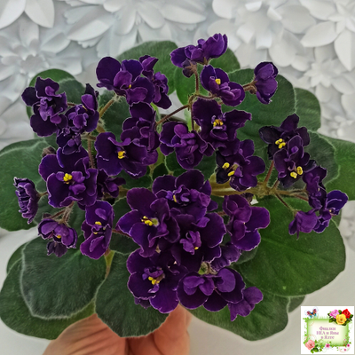 Mac's Piqued Pixie (G. McDonald) 2011 г. (лист посажен 25.01.26)