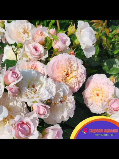 Эмили Бронте (Emily Bronte)