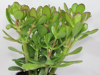 Crassula ovata - Крассула Овата, Крассула овальная, Денежное дерево, Толстянка овальная