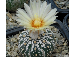 Astrophytum AS Supercabuto x V type drawing (1048) - 10 семян