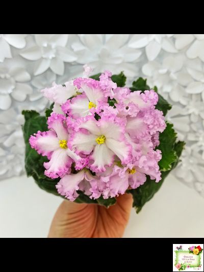 Nik-Обыкновенная Богиня (Н. Булко) 2023 г.