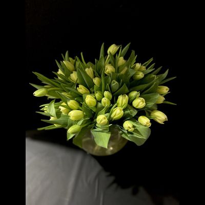 Тюльпаны пионовидные 51 шт