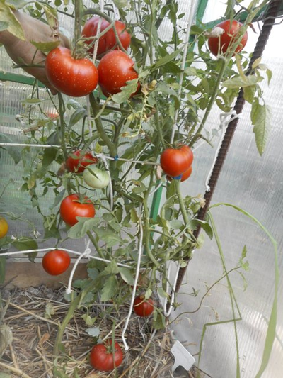 Томат Сластена