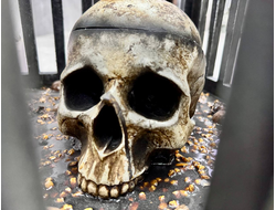 Cage with a skull