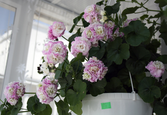 PAC Viva Carolina - пеларгония  плющелистная - описание сорта, фото - купить черенок почтой