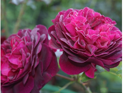 Манстед Вуд (Munstead Wood)