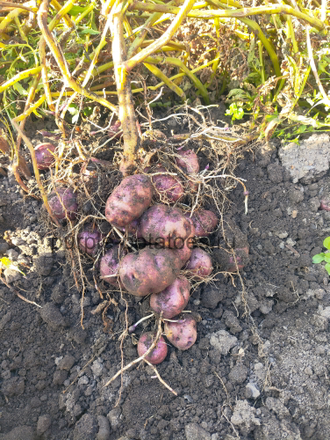 Картофель Papa Mariva (Papa Negra)