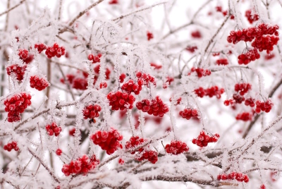 Рябина обыкновенная