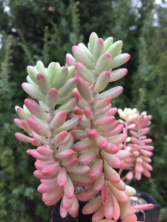 Sedum Rubrotinctum Aurora