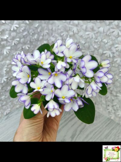 2А-Проба Пера (Е. Кольцова) 2024 г.