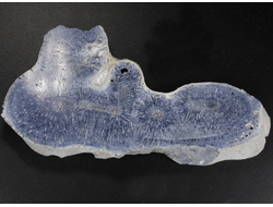 Коралл голубой Акори, Австралия (120*56*14 мм, 124 г) №37715