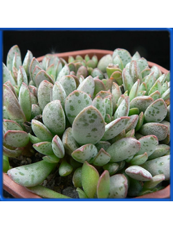 Adromischus schuldtianus