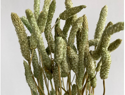 Коробочки подорожника