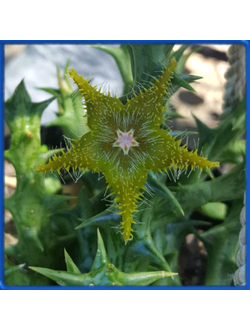 Orbea dummeri ES 4013