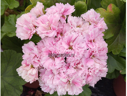 Пеларгония Odensjö Made in Sweden