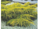 Можжевельник средний Голд Кост (Juniperus media Gold Coast), 2,0 л
