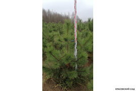 Сосна крымская Черная (Pinus nigra) – фотография процесса измерения - красовский-сад.рф