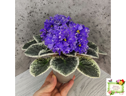 ВаТ-Ливень (Т.Валькова) 2018 г.