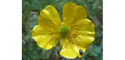 "Цветок полевого лютика" Силиконовый молд (вайнер)