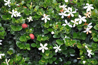 Карисса/ Carissa macrocarpa (Carissa grandiflora)
