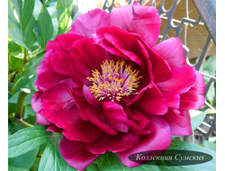 Пион Red Glory (Рэд Глори)