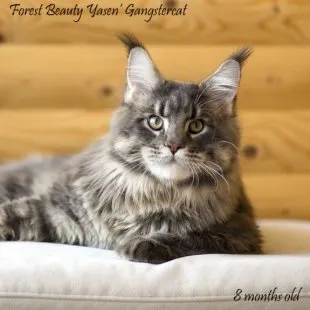 Волгоградский питомник Мейн кунов GangsterCat. Сайт: www.gangstercat.ru Тел: +7 (917) 335-09-66 (WhatsApp, Viber, Telegram), Татьяна.