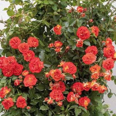 Мисс Танжерин(Miss Tangerine)