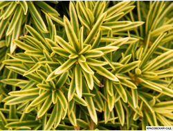 Тисс ягодный Давид - David