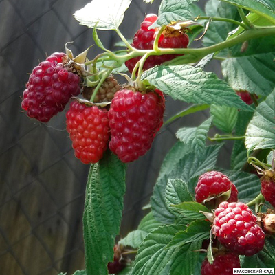 Малина Вольница