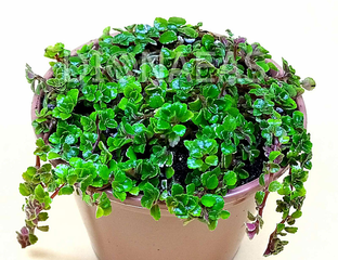 Pilea depressa, Пилея депресса, Пилея стелющаяся, пилея прижатая, пилея ...