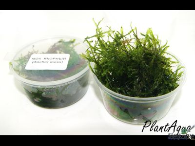 Мох якорный (Anchor moss)