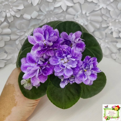 АВ-В Краю Единорогов (Фиалковод) 2020 г.