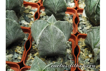 Astrophytum myriostigma