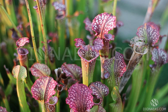 Sarracenia Velvet