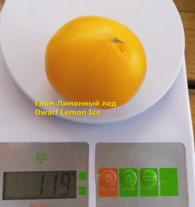Томат гном Лимонный лед (Dwarf Lemon Ice, дварф Лемон айс) США