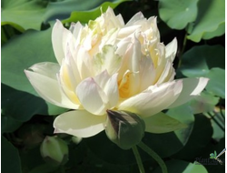 Лотос Бай Цянь  Йе (Bai Qian Ye)