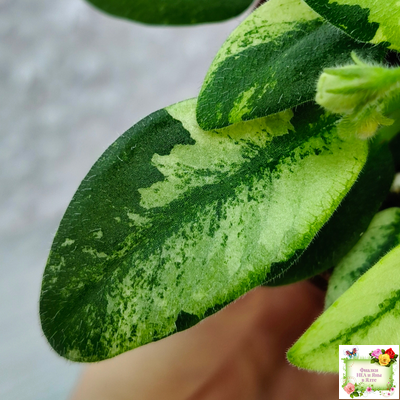 ГЕА-Я Подарю Вам Ландыши химера по листу трейлер