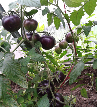 Семена томата Королева ночи