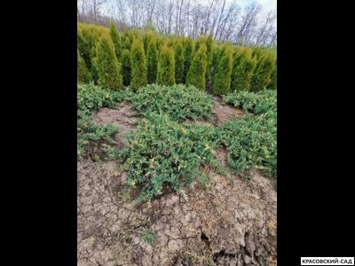 Можжевельник даурский Экспанса Вариегата - Expansa Variegata