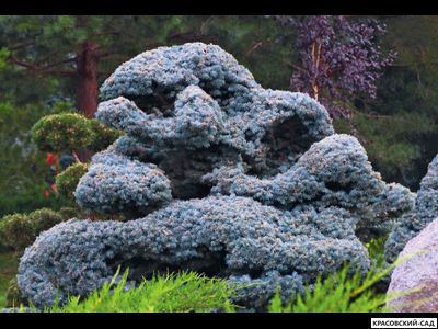 Ниваки - Бонсай садовый Ель Глаука Глобоза - Glauca Globosa