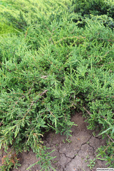 Можжевельник Репанда - Repanda