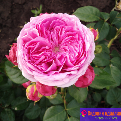 Модерн Арт (Modern Art)